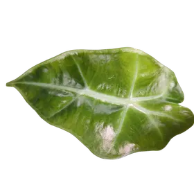 Baby Alocasia 'Dwarf Amazonica' 2